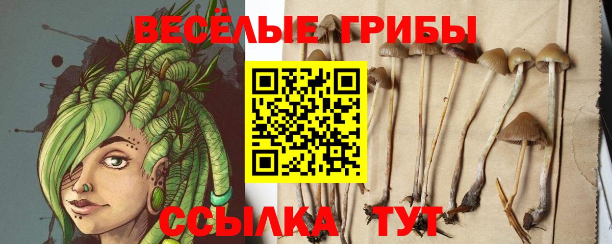 купить наркотик  Галлюциногенные грибы Cubensis  Вход с VPN  Саянск 